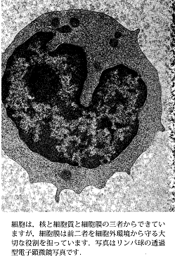 リンパ球の透過型電子顕微鏡写真
