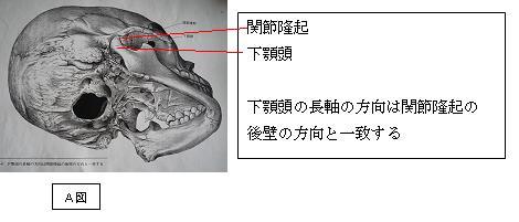 下顎頭の構造