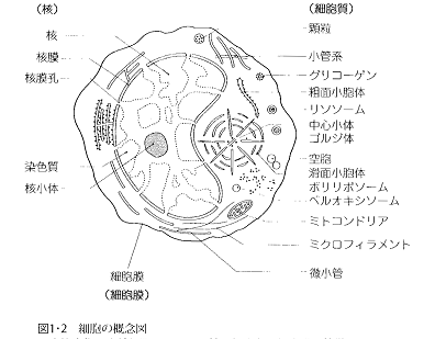 細胞の概念図